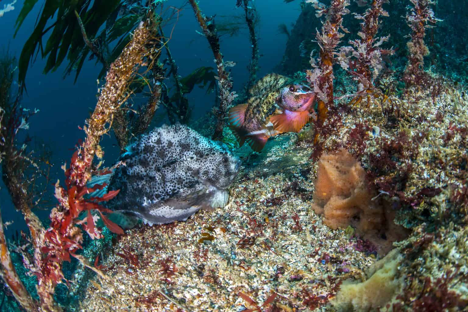 Arctic Frontiers - Two colourful fish swim near seaweed and rocks on the ocean floor, surrounded by underwater plants—a vibrant scene reminiscent of life explored in Arctic Frontiers.