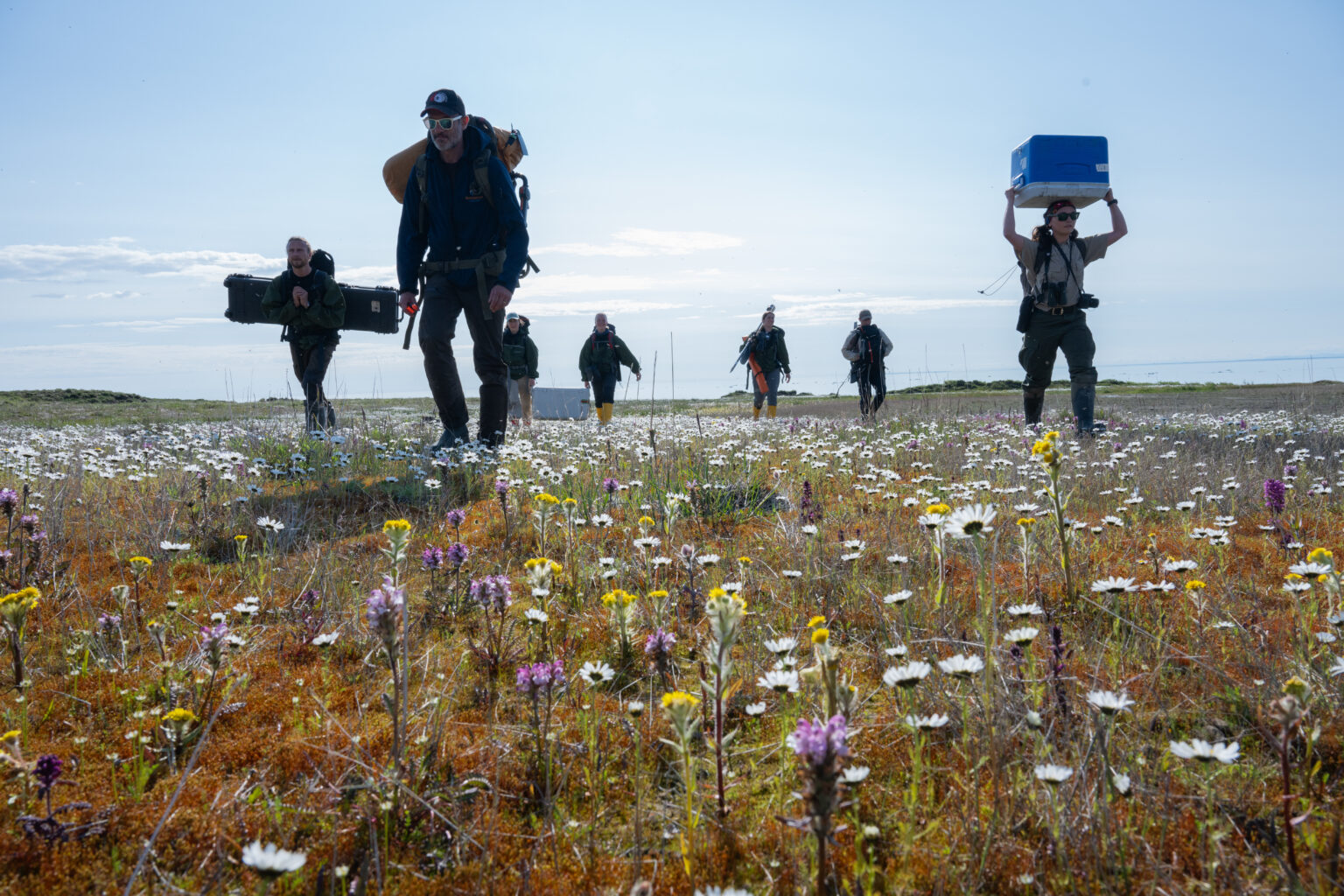 Arctic Frontiers - Six people walk through a field of wildflowers carrying equipment under a bright blue sky, preparing for the Arctic Frontiers - Science 2026 conference.